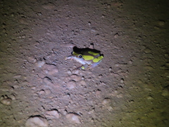 Dendropsophus leucophyllatus