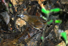 Lesser Shortwing photo 5