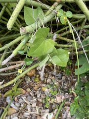 Kedrostis nana