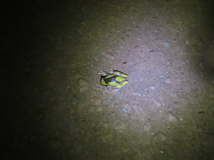 Dendropsophus leucophyllatus