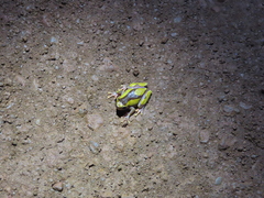 Dendropsophus leucophyllatus
