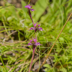 Disperis concinna