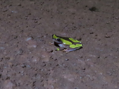 Dendropsophus leucophyllatus