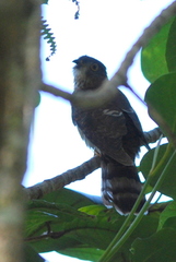 Hierococcyx nisicolor