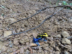 Dendrobates tinctorius