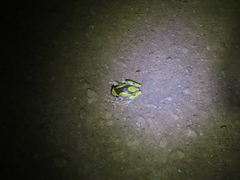 Dendropsophus leucophyllatus