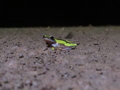 Dendropsophus leucophyllatus