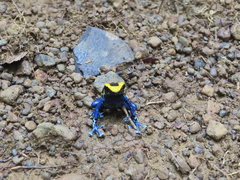Dendrobates tinctorius