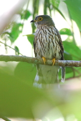 Hierococcyx nisicolor