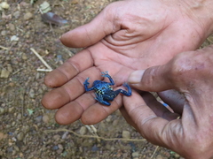 Dendrobates tinctorius