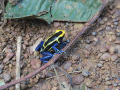 Dendrobates tinctorius