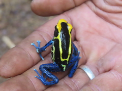 Dendrobates tinctorius