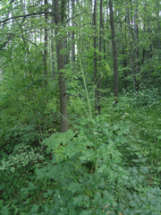 Levisticum officinale