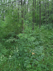 Levisticum officinale
