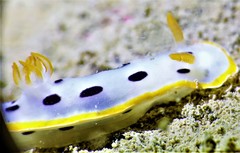 Chromodoris orientalis
