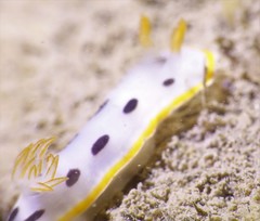 Chromodoris orientalis