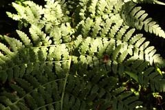 Dryopteris inaequalis