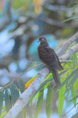 Macropygia ruficeps malayana