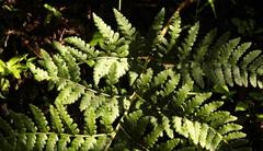 Dryopteris inaequalis
