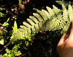 Dryopteris inaequalis