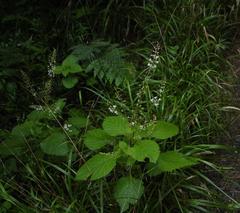 Plectranthus grallatus