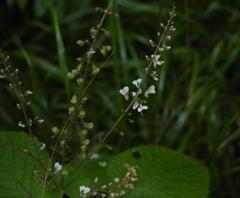 Plectranthus grallatus
