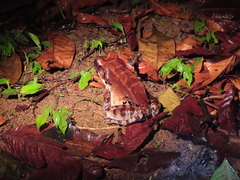 Leptodactylus stenodema