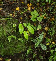 Begonia sutherlandii
