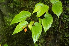 Begonia sutherlandii