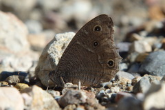 Hipparchia parisatis