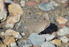 Hipparchia parisatis