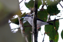 Pteruthius aeralatus