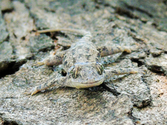 Hemidactylus platycephalus