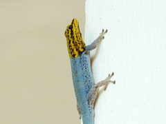 Lygodactylus picturatus