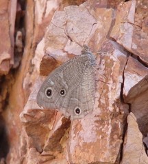 Hipparchia parisatis