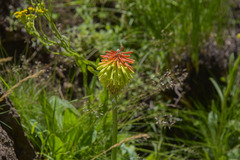 Kniphofia baurii