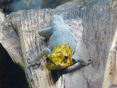 Lygodactylus picturatus