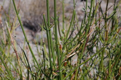 Diostea juncea