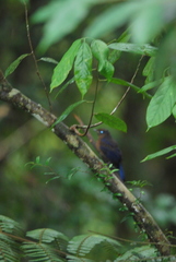 Large Niltava photo 5