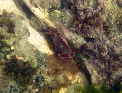 Nectocarcinus integrifrons