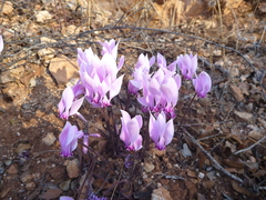 Cyclamen graecum