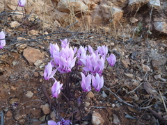 Cyclamen graecum