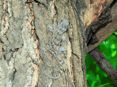 Hemidactylus platycephalus