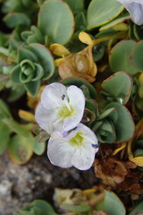 Veronica telephiifolia