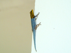 Lygodactylus picturatus