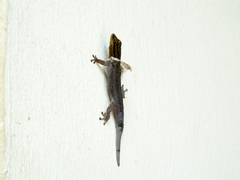Lygodactylus picturatus