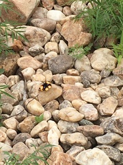 Junonia hierta cebrene