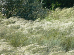 Stipa capillata