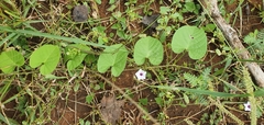 Ipomoea sinensis blepharosepala