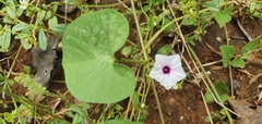 Ipomoea sinensis blepharosepala